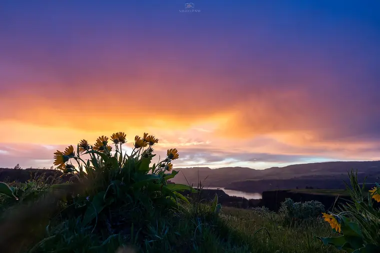 Pacific Northwest landscape, nature, and Milky Way photography by SmittyPNW.art - gallery image 22