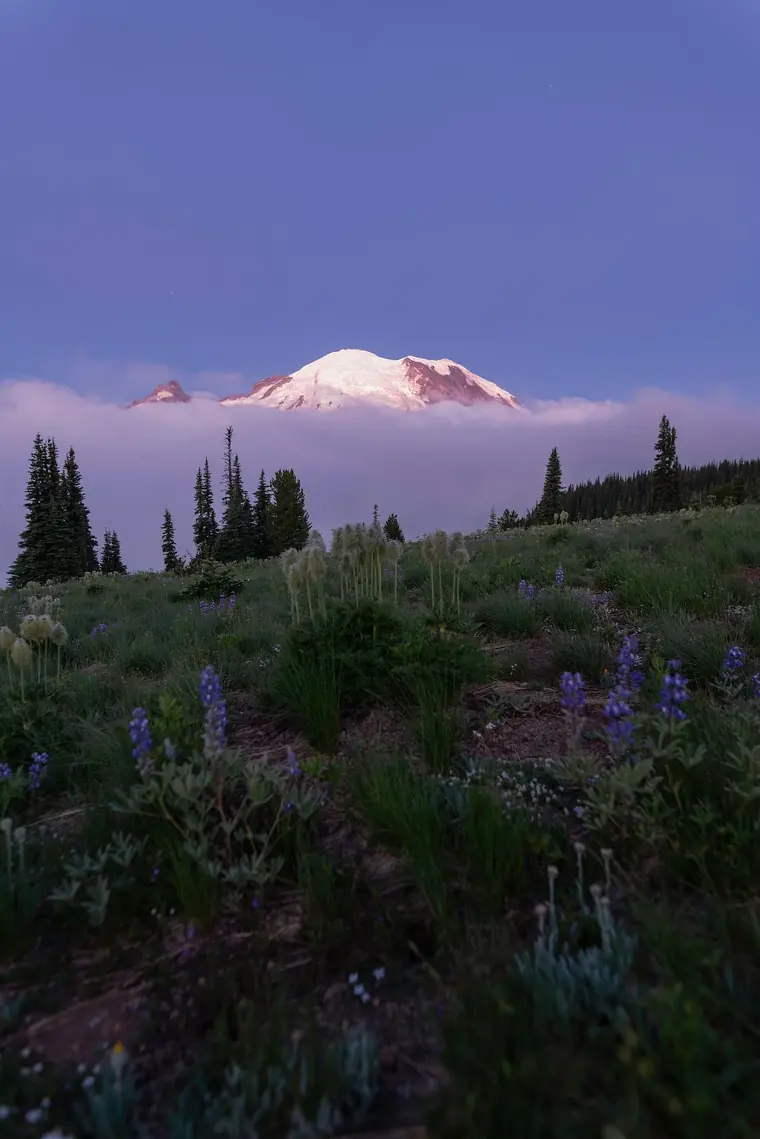 Mount Rainier Blue Hour Clouds and Flowers